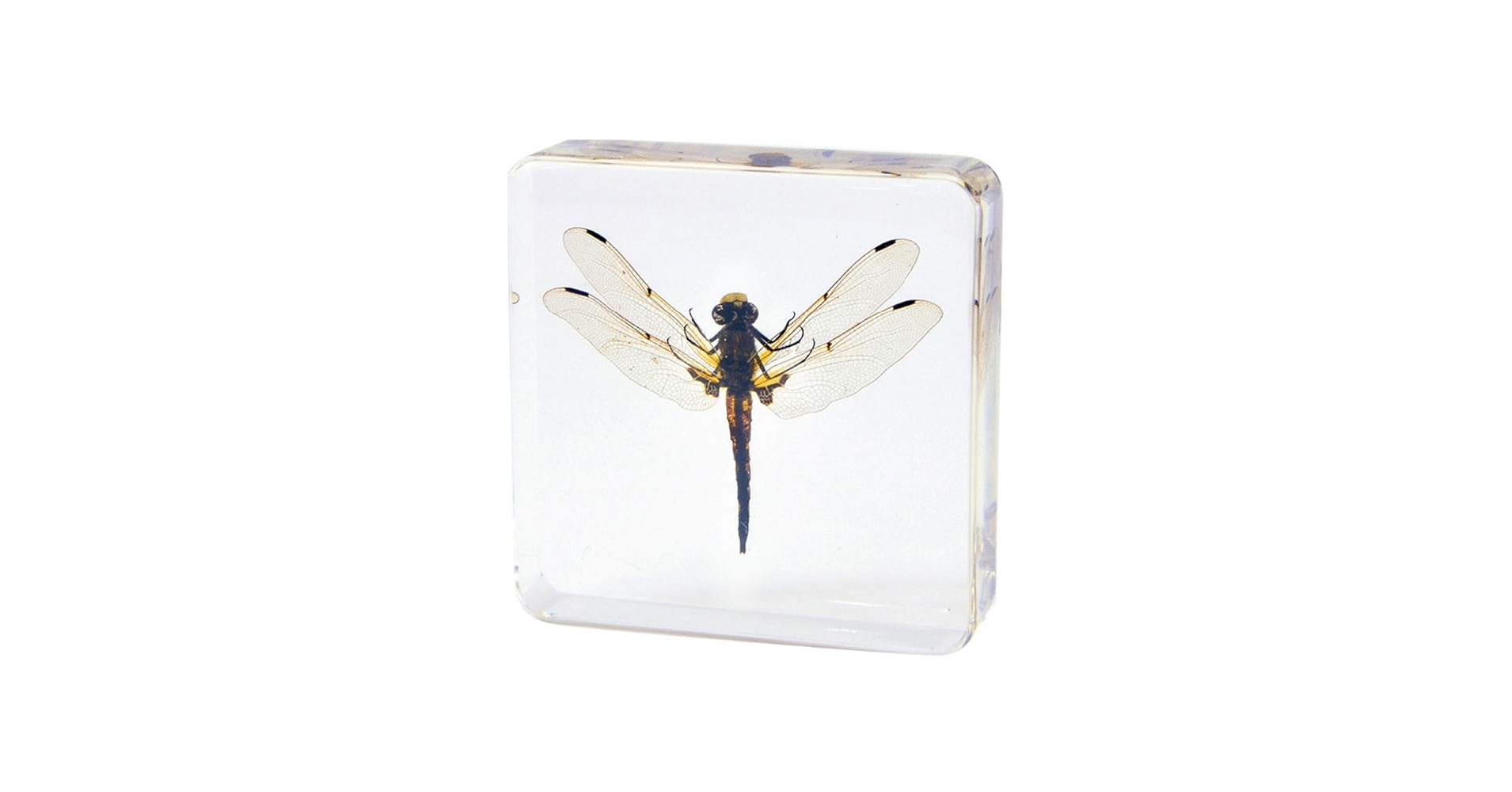 みのり　昆虫標本 51uOD+0767L.jpg_BO30,255,255,
